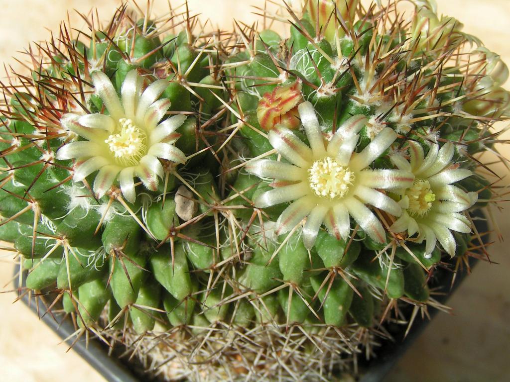 Mammillaria karwinskiana